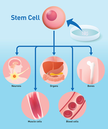 Regenerative Medicine Clip Art, Vector Images & Illustrations.