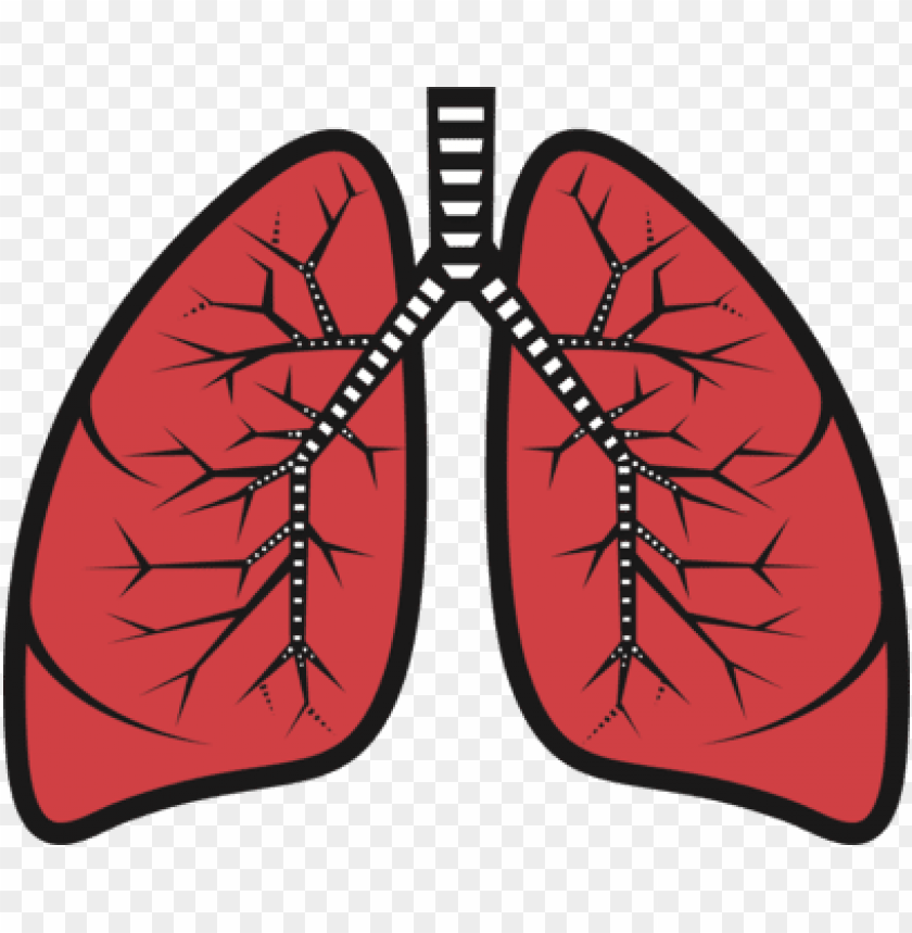 lung bud bronchus respiratory system trachea.