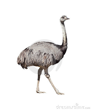 Rhea Americana Stock Photography.