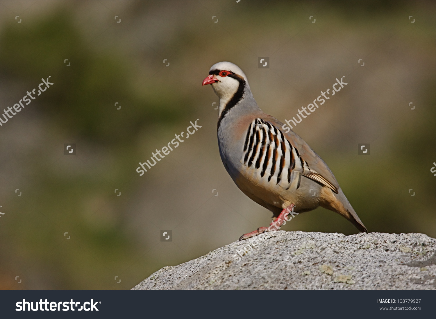 Chukar Partridge On Rock Smoothly Blurred Stock Photo 108779927.