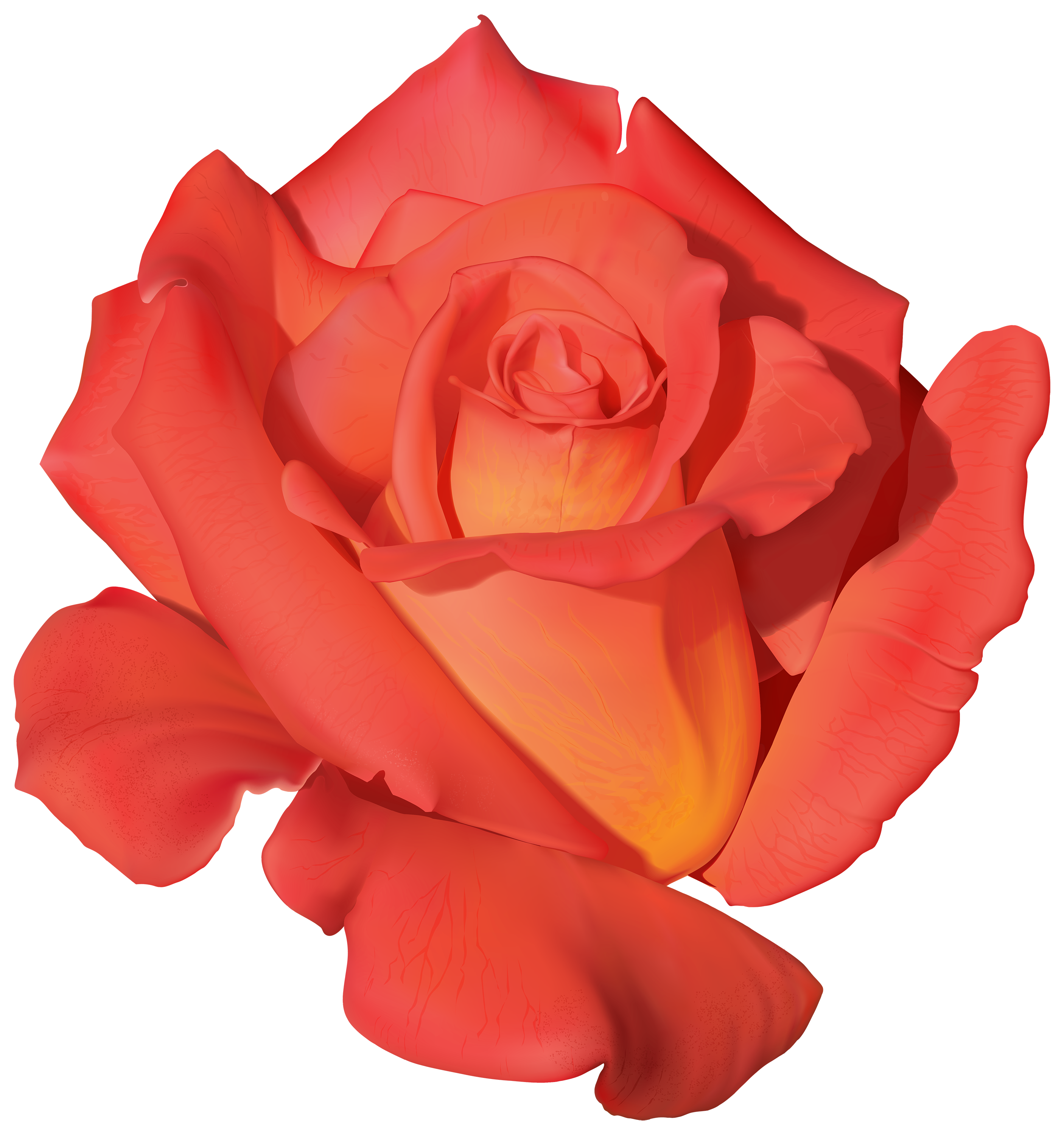 Orange Rose PNG Clipart.