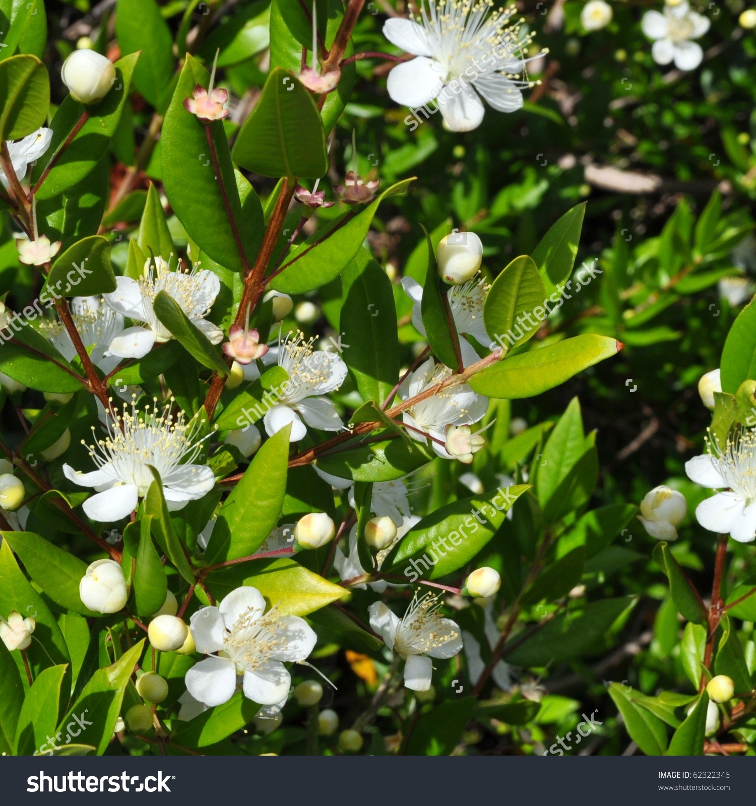 Myrtus Myrtle Plantae Angiosperms Eudicots Rosids Stock Photo.