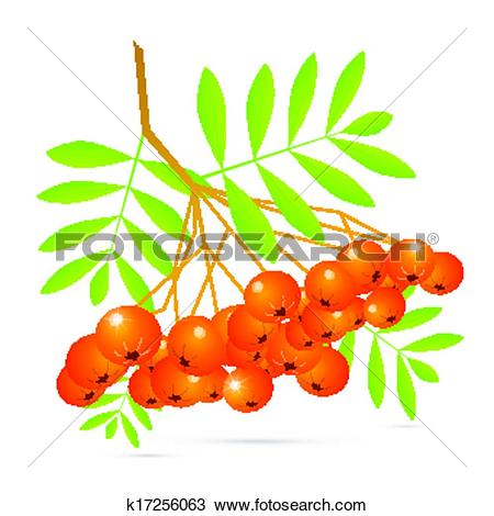 Clipart of Illustration of Rowan Berries Isolated on White.