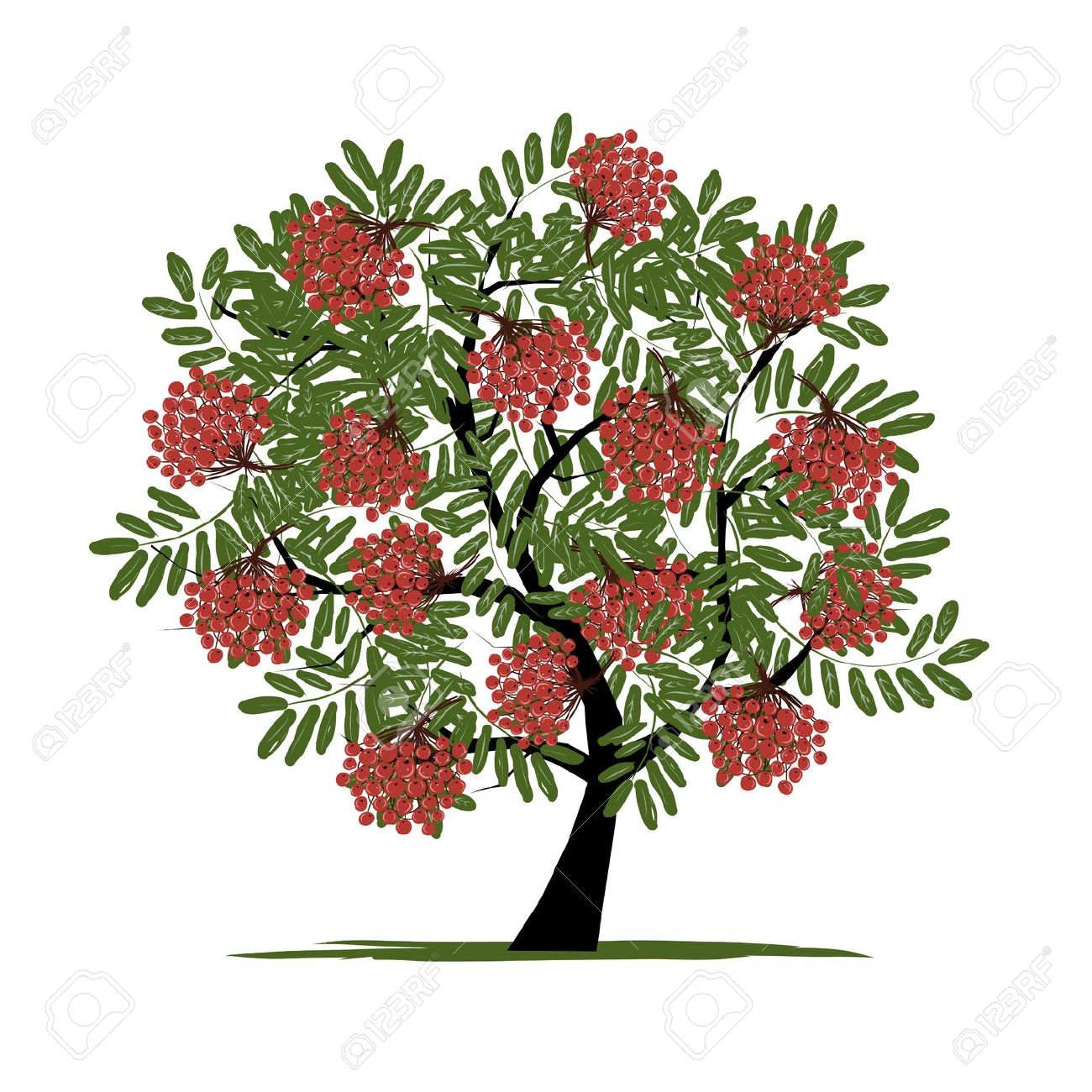 4,348 Rowan Tree Cliparts, Stock Vector And Royalty Free Rowan.