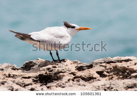 Royal Tern Stock Photos, Royalty.