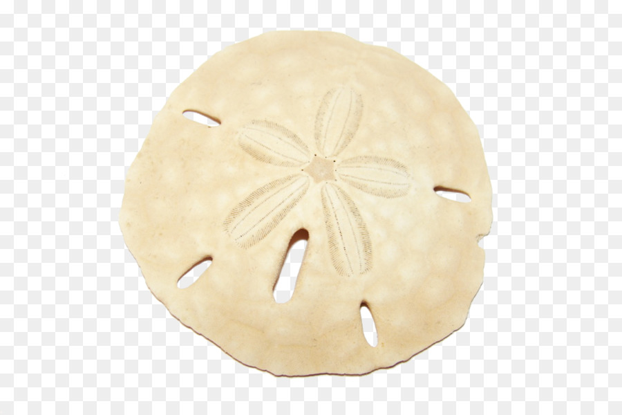 sand dollar vector free clipart Clip art clipart.