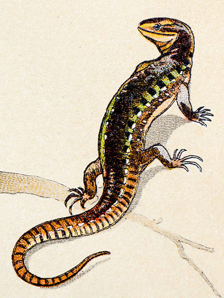 Sand Lizard Clip Art, Vector Images & Illustrations.