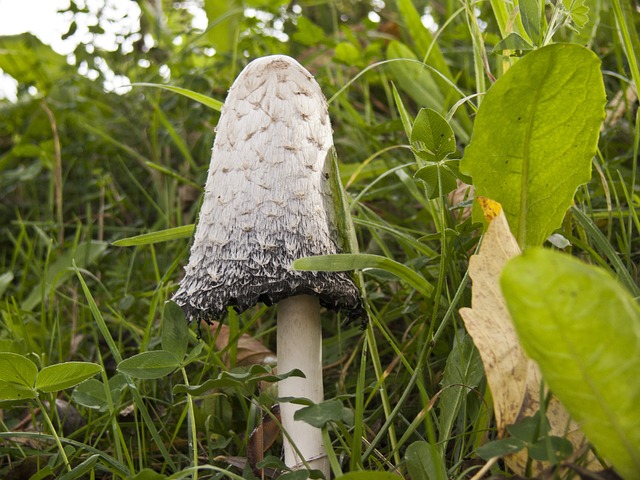 Free pictures MUSHROOMS.