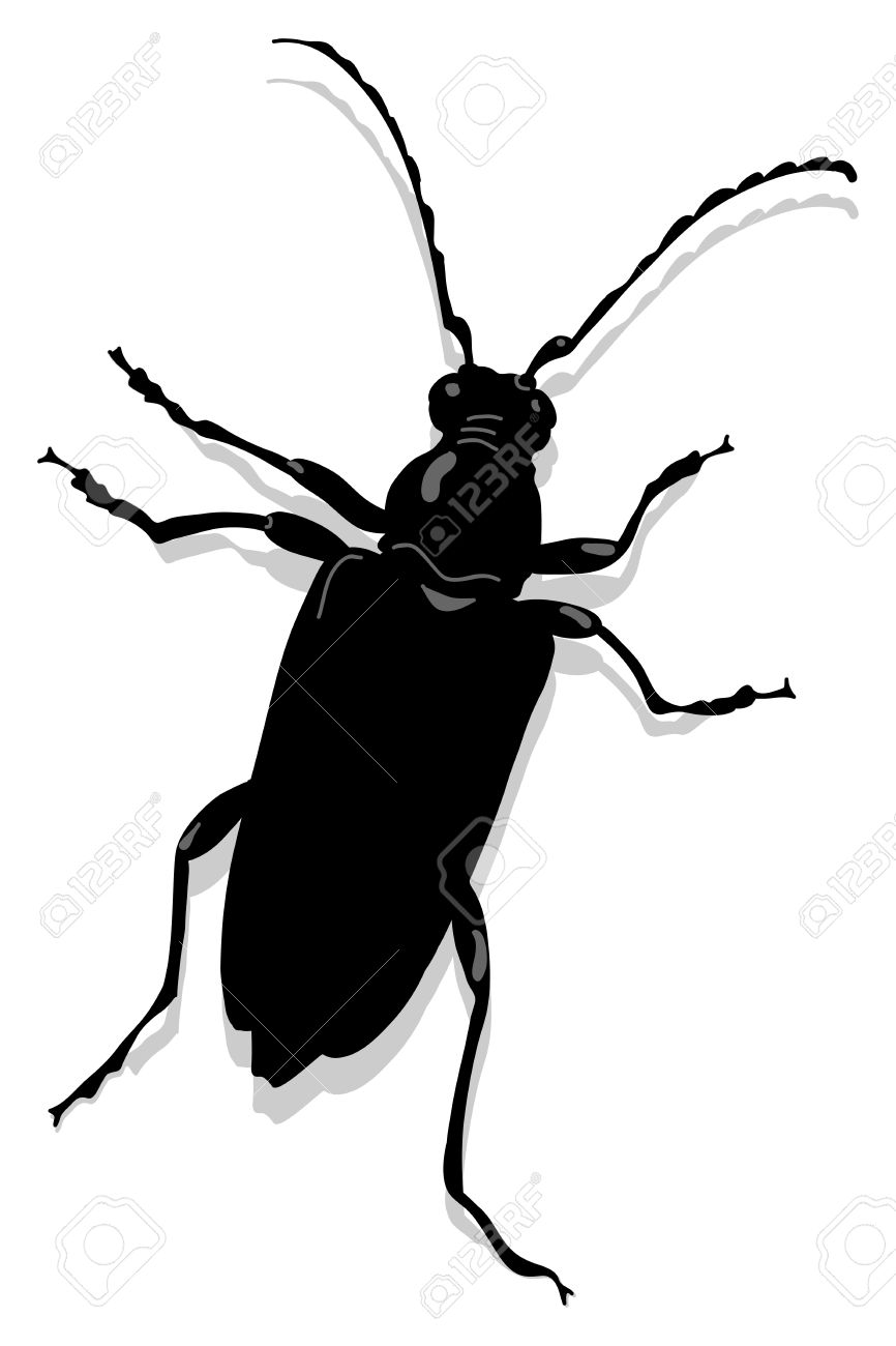 Cerambyx Scopolii Or Capricorn Beet Royalty Free Cliparts, Vectors.