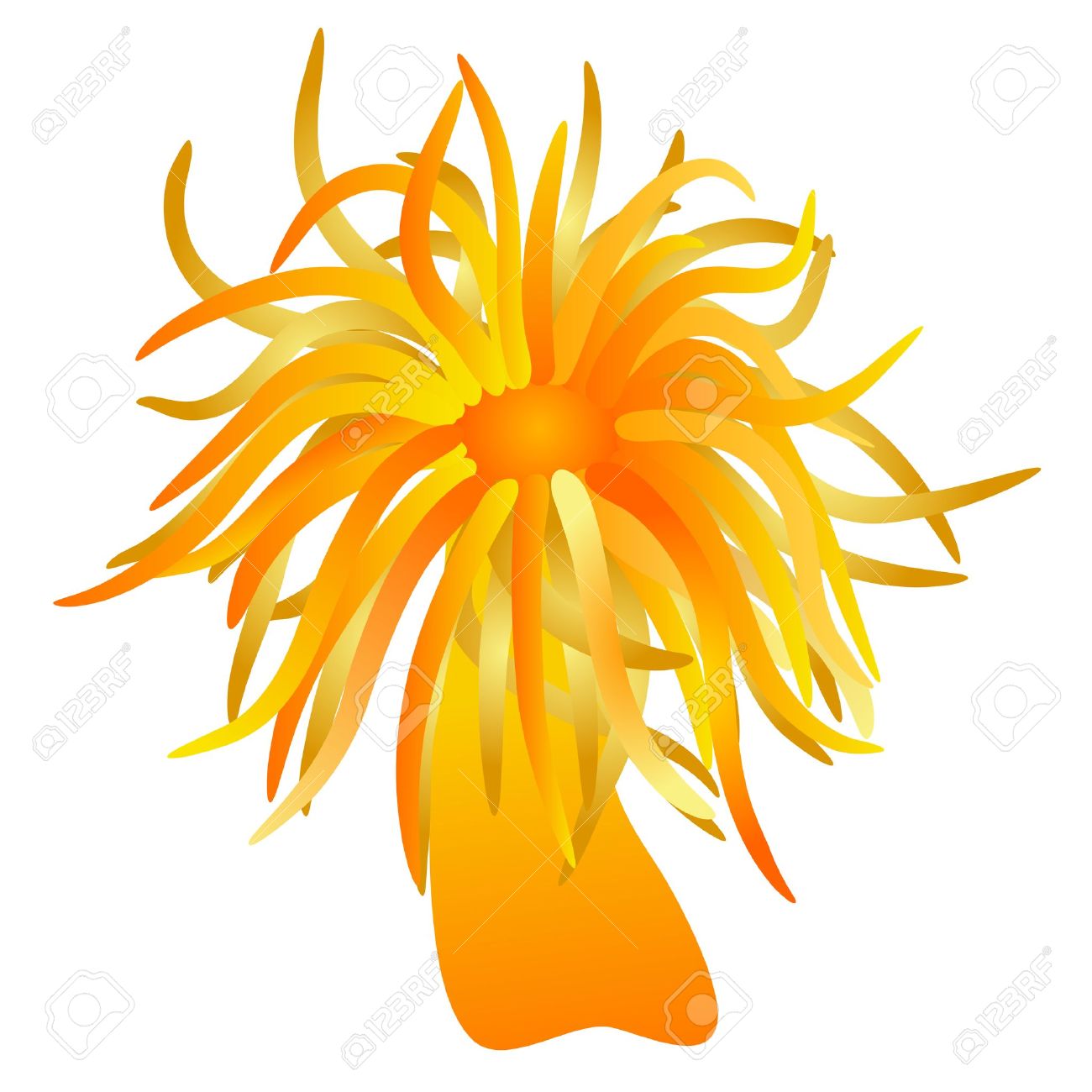 Sea Anemone Clipart.