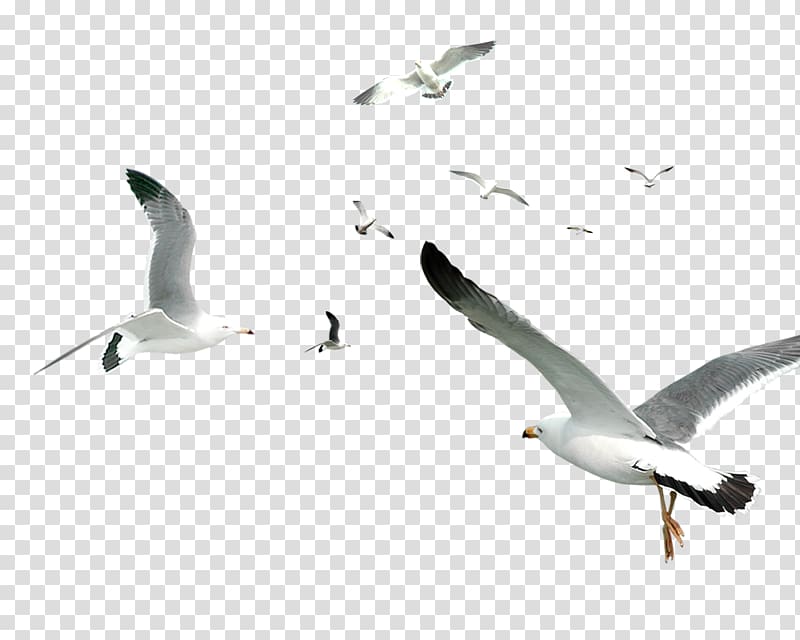 Flying Bird Gulls Flocks, White Simple Seagull Flying Bird.