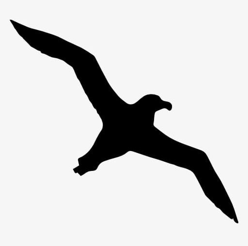 Seagull Silhouette PNG, Clipart, Animal, Bird, Black, Black.