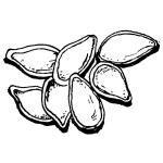 Pumpkin Seed Clipart.