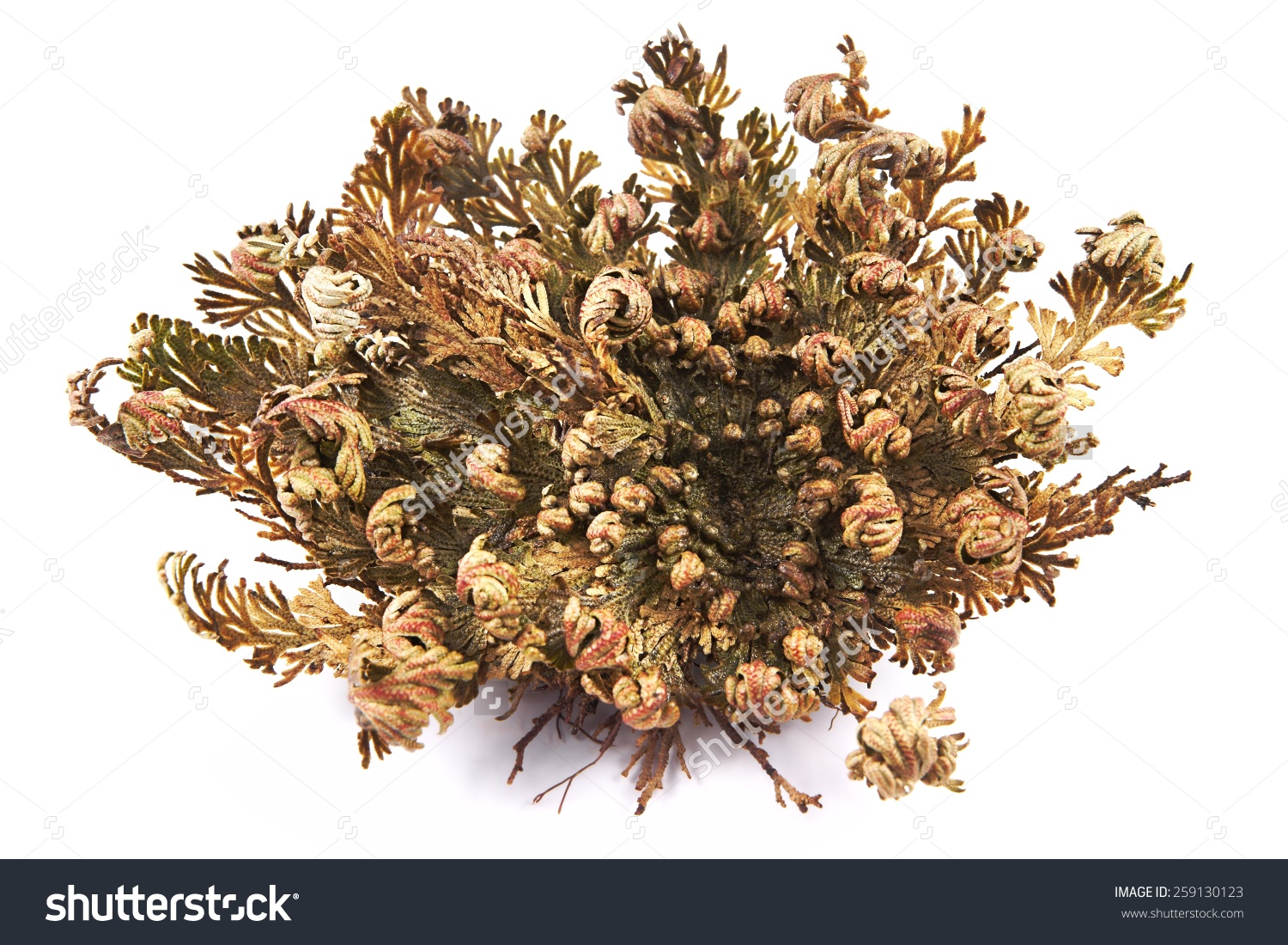 Rose Jericho Selaginella Lepidophylla Other Common Stock Photo.