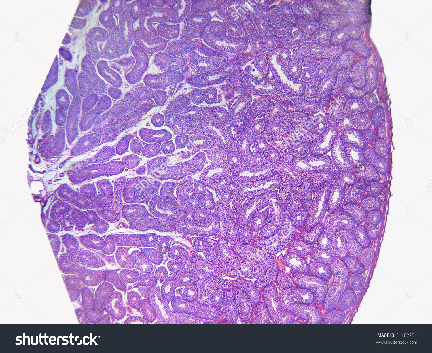 Rabbit Testis Cross Section Showing Seminiferous Stock Photo.