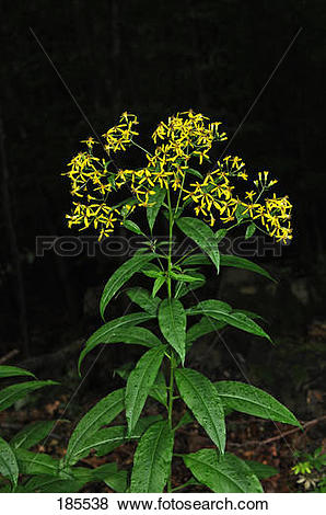 Pictures of Wood Ragwort (Senecio ovatus), flowering plant.