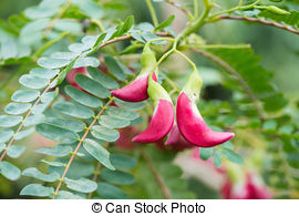 Stock Images of Vegetable Humming Bird Sesban Agasta.