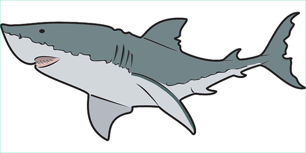 Shark clipart cliparts design trends.