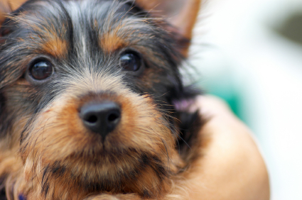 Silky Terrier.