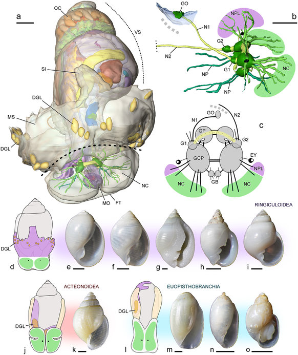 Ringiculid bubble snails recovered as the sister group to sea.