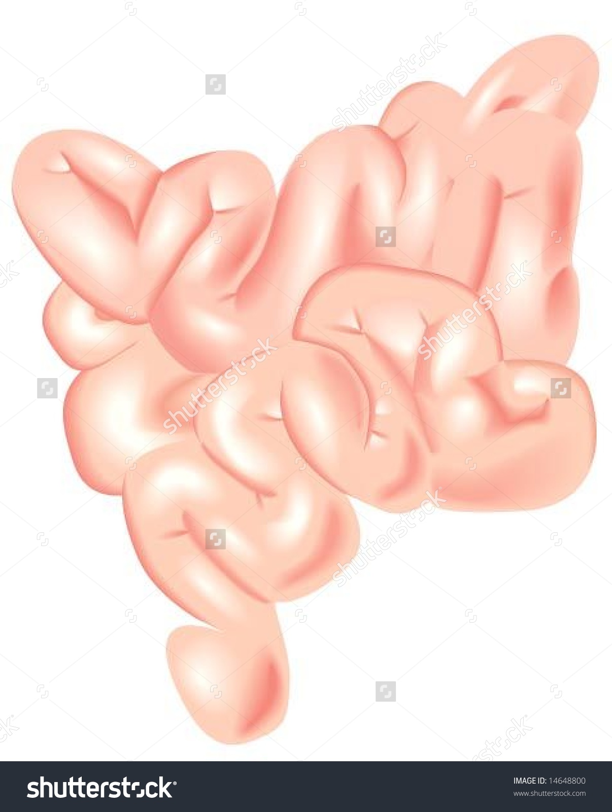 Small Intestine Vector Stock Vector 14648800.