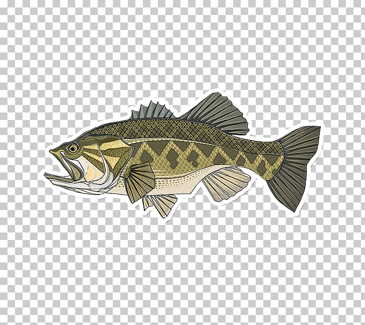 Largemouth bass Smallmouth bass Bass fishing, Fishing PNG.