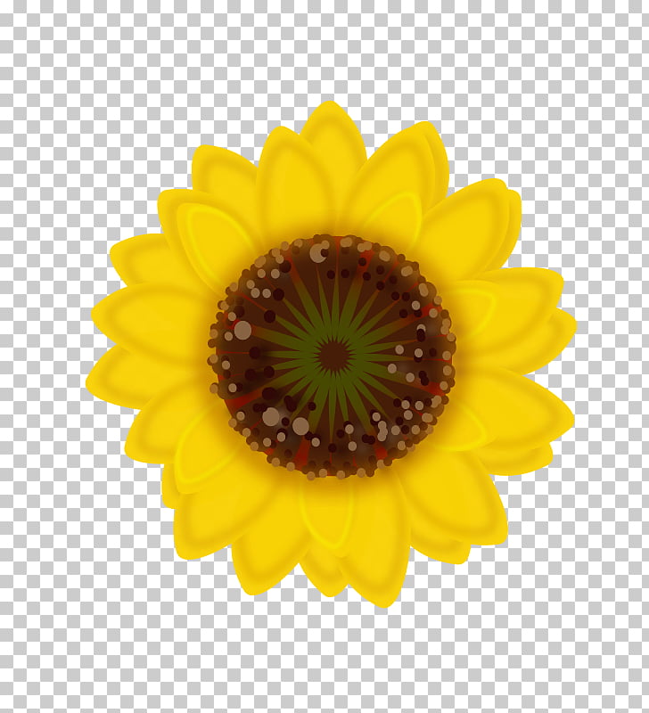 Common sunflower Sunflower seed Sticker Transvaal daisy.