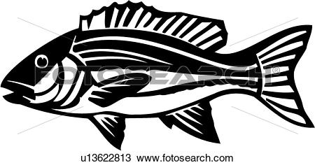 Snapper Clip Art Royalty Free. 264 snapper clipart vector EPS.