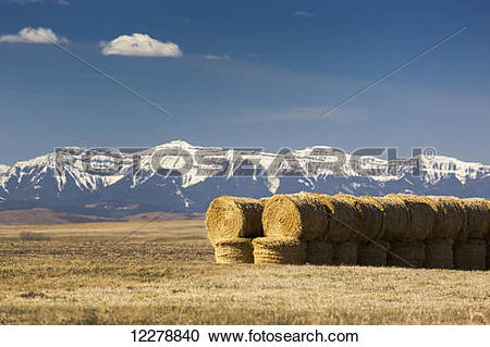 Stock Photography of Two rows of stacked hay bales in a stubble.