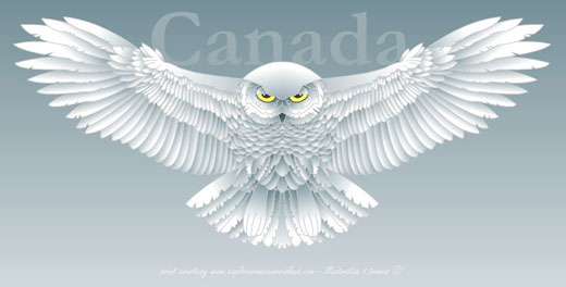 snowy owl clip art.