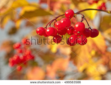 Snowball Tree Berries Stock Photos, Royalty.