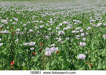 Stock Photography of Opium Poppy (Papaver somniferum). Flowering.