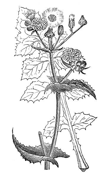 Sonchus Clip Art, Vector Images & Illustrations.