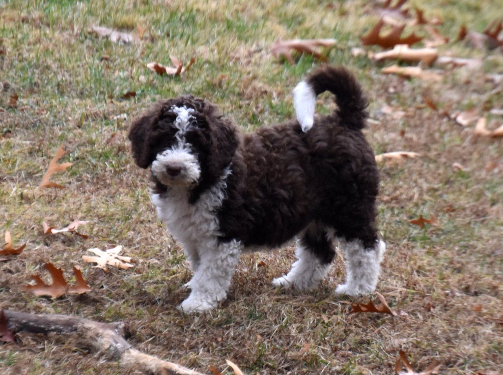 Spanish Water Dog Breed Information.