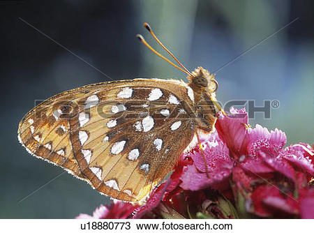 Stock Photo of Coronis Fritillary (Speyeria coronis), Alberta.