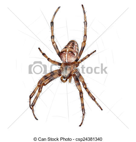 Drawing of European garden spider.