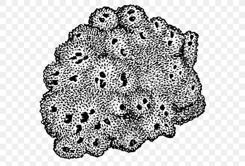 Sponge Drawing Sea Clip Art, PNG, 600x555px, Sponge, Aquatic.