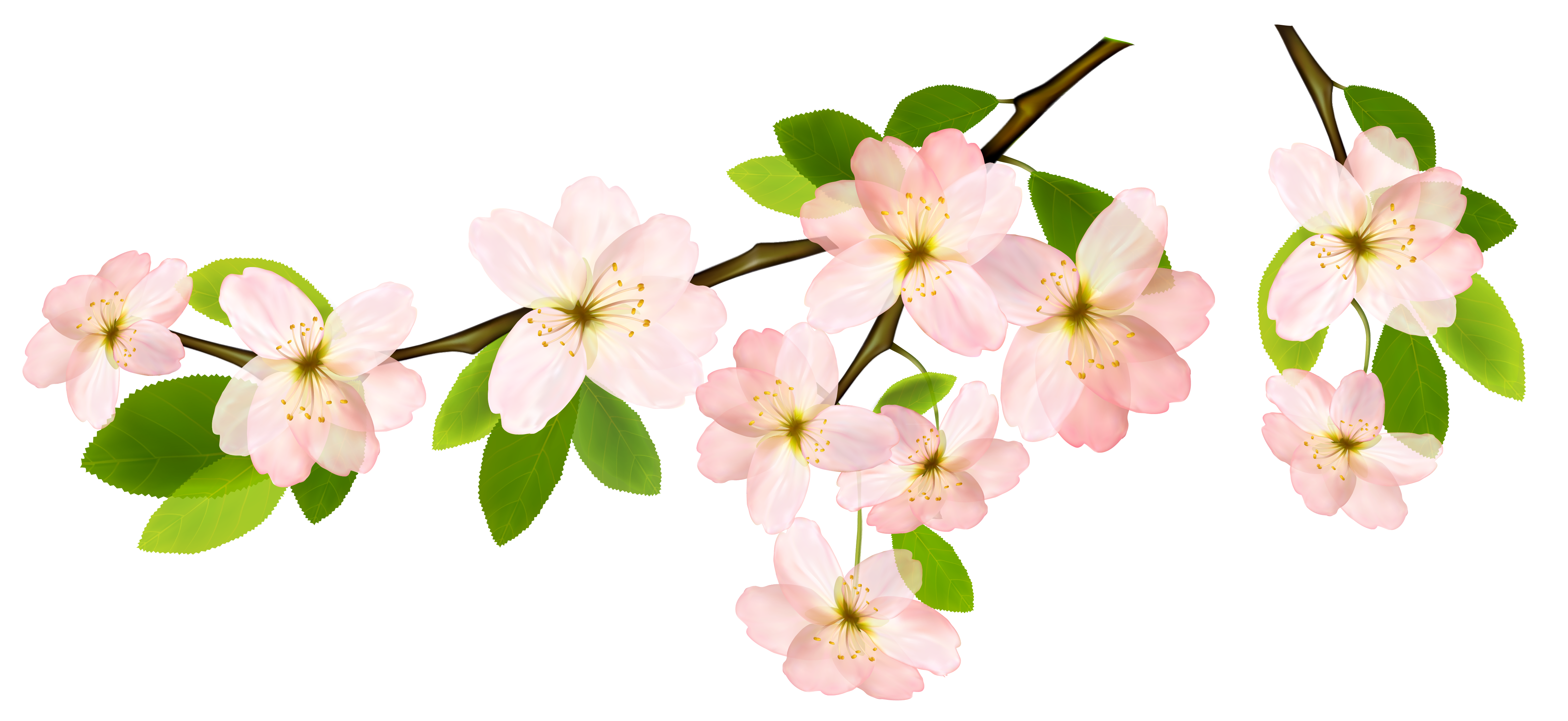 Spring Branch PNG Clipart Picture.