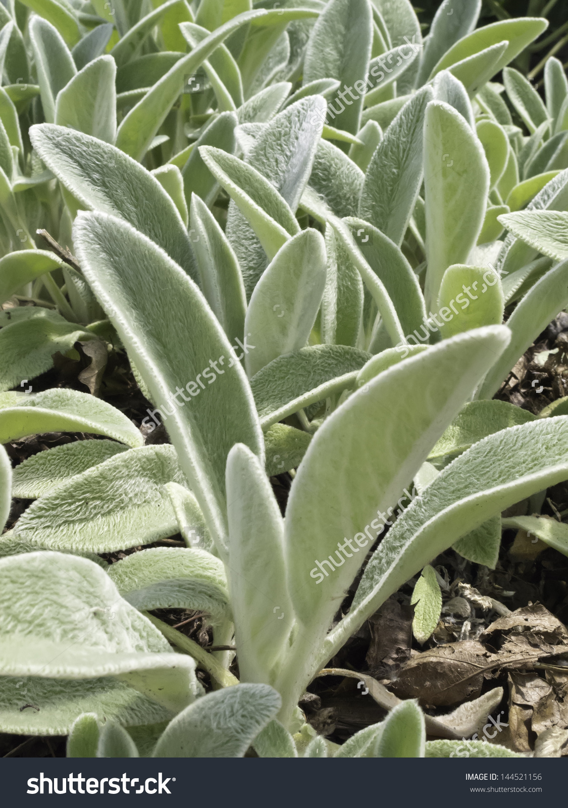 Lambs Ear Botanical Name Stachys Byzantina Stock Photo 144521156.