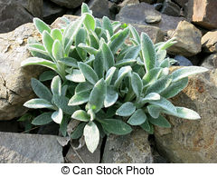 Stock Photographs of Stachys byzantina.