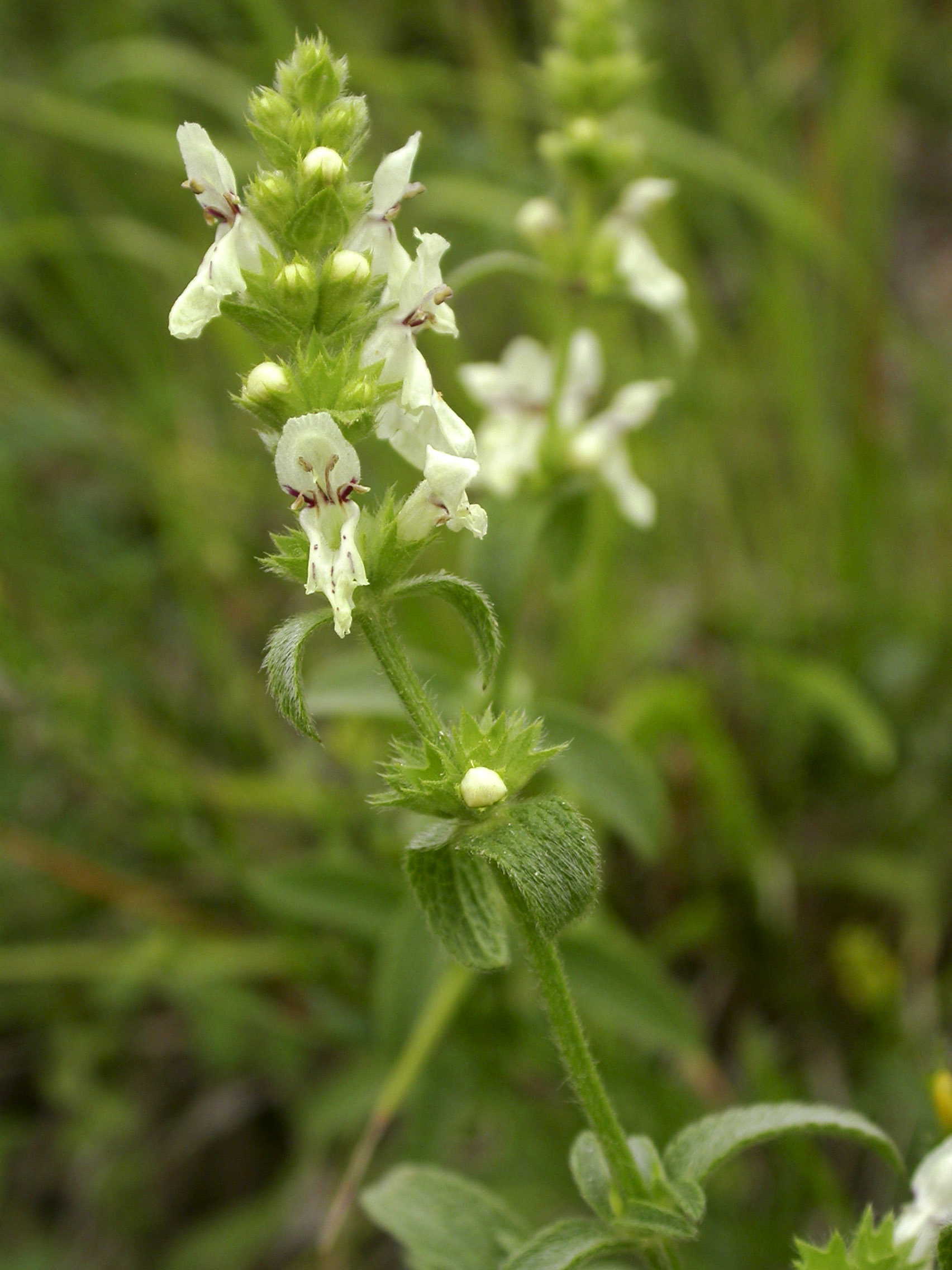 File:Stachys recta mont.