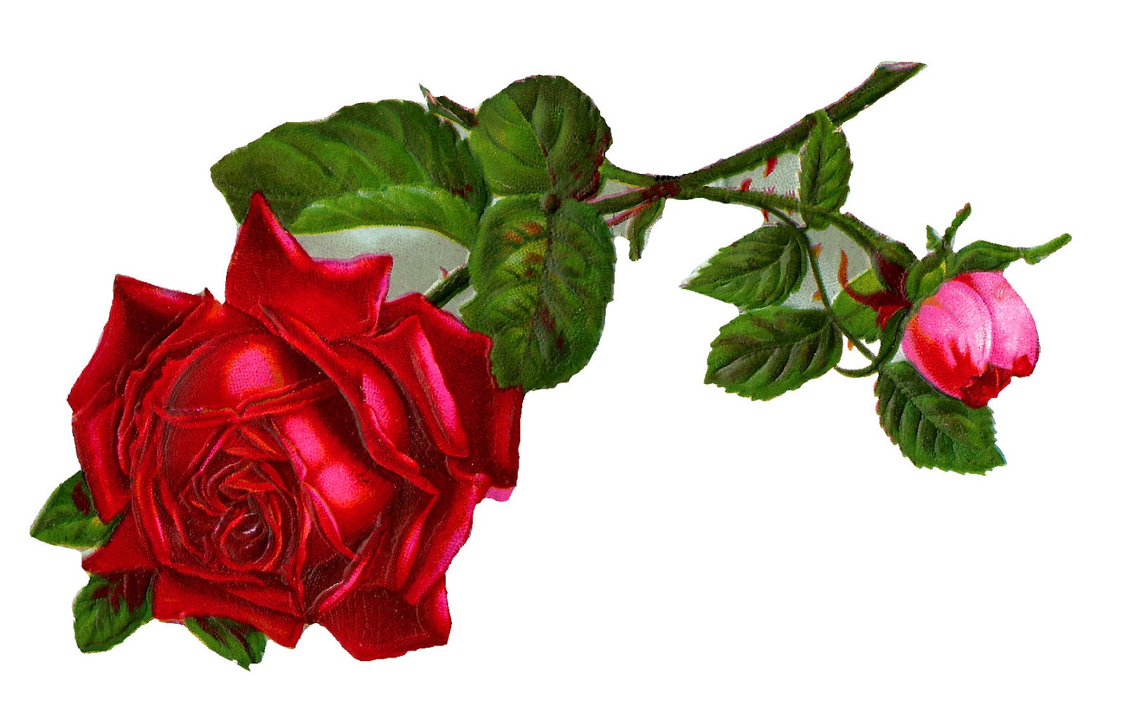 Antique Images: Stock Red Rose Digital Clip Art.