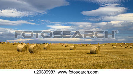 Picture of England, North Yorkshire, Burniston, A view of straw.