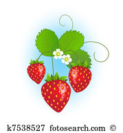 Strawberry plant Illustrations and Stock Art. 466 strawberry plant.