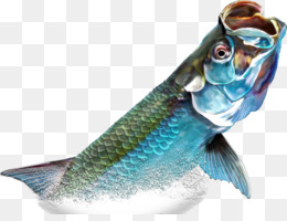 Tarpon PNG.