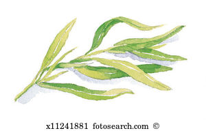 Tarragon Illustrations and Clip Art. 8 tarragon royalty free.