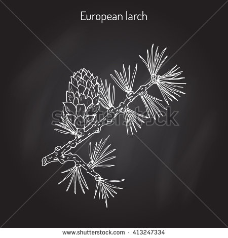 Botanical Illustration Common Yew Hand Drawn Stock Vector.