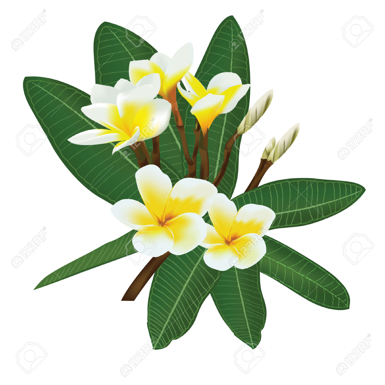 Frangipani Plumeria Templetree Thai Flower Royalty Free Cliparts.