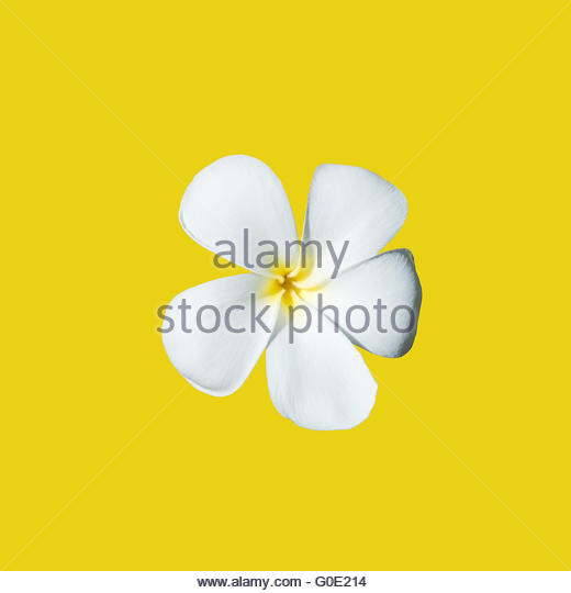 Temple Tree Flower Frangipani Isolated Stock Photos & Temple Tree.