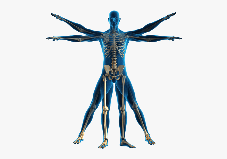 Human Body Png , Free Transparent Clipart.